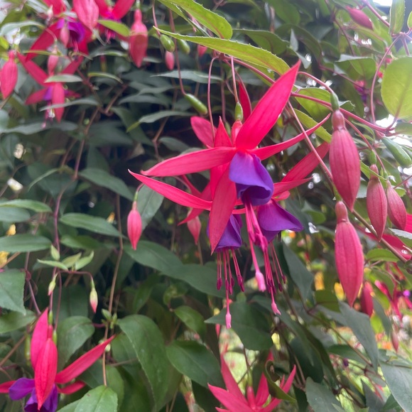 Meet your Posher, Danielle - Picture 1 of 1